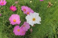 Cosmos flowers