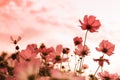 Cosmos flowers in bloom Royalty Free Stock Photo