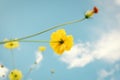 Cosmos Flowers Bloom Against Blue Sky Background, Close-Up of Cosmos Flower Blossom in The Morning. Selective Focus of Natural Royalty Free Stock Photo