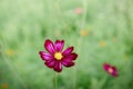 Cosmos Flowers Bloom Against Blue Sky Background, Close-Up of Cosmos Flower Blossom in The Morning. Selective Focus of Natural Royalty Free Stock Photo