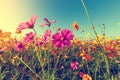 Cosmos flowers that bloom in beautiful fields in summer Royalty Free Stock Photo