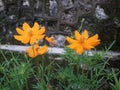 Cosmos flowers bloom in beautiful orange color in the garden at asian Royalty Free Stock Photo