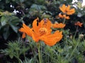 Cosmos flowers bloom in beautiful orange color in the garden at asian Royalty Free Stock Photo