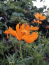 Cosmos flowers bloom in beautiful orange color in the garden at asian Royalty Free Stock Photo