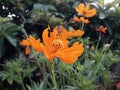 Cosmos flowers bloom in beautiful orange color in the garden at asian Royalty Free Stock Photo