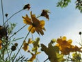 Cosmos flowers are blooming, buds and withered under the blue sky. Royalty Free Stock Photo