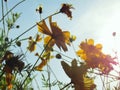 Cosmos flowers are blooming, buds and withered under the blue sky. Royalty Free Stock Photo