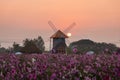 Cosmos flowers blooming