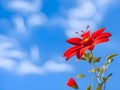 cosmos flowers blooming in the garden with blue sky on nature background Royalty Free Stock Photo