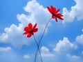 cosmos flowers blooming in the garden with blue sky on nature background Royalty Free Stock Photo
