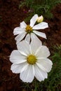 Cosmos flowers blooming in the garden