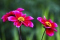 Cosmos flowers blooming on a summers day Royalty Free Stock Photo