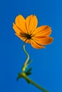 Cosmos flowers with blue sky background.