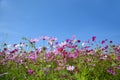 Cosmos flowers with the blue sky Royalty Free Stock Photo