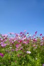 Cosmos flowers with the blue sky Royalty Free Stock Photo