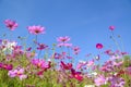 Cosmos flowers with the blue sky Royalty Free Stock Photo