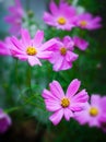 Cosmos flowers