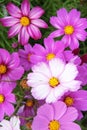 Cosmos flowers