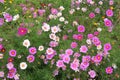 Cosmos flowers