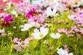 Cosmos flowers. Royalty Free Stock Photo
