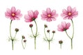 Cosmos flowers collection