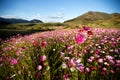 Cosmos flowers colours Royalty Free Stock Photo