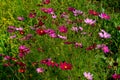 Cosmos flowers Cosmos Bipinnatus blooming in the summer garden Royalty Free Stock Photo