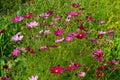 Cosmos flowers Cosmos Bipinnatus blooming in the summer garden Royalty Free Stock Photo