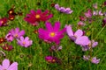 Cosmos flowers Cosmos Bipinnatus blooming in the summer garden Royalty Free Stock Photo