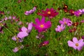 Cosmos flowers Cosmos Bipinnatus blooming in the summer garden Royalty Free Stock Photo