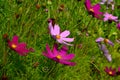 Cosmos flowers Cosmos Bipinnatus blooming in the summer garden Royalty Free Stock Photo