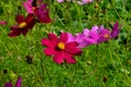 Cosmos flowers Cosmos Bipinnatus blooming in the summer garden Royalty Free Stock Photo