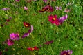 Cosmos flowers Cosmos Bipinnatus blooming in the summer garden Royalty Free Stock Photo