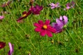 Cosmos flowers Cosmos Bipinnatus blooming in the summer garden Royalty Free Stock Photo