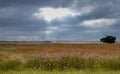 Highveld landscape Gauteng South Africa