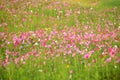 Cosmos flowers field in Boon Rawd Farm Royalty Free Stock Photo