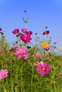 Cosmos flowers field in Boon Rawd Farm Royalty Free Stock Photo