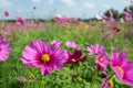 Cosmos flowers field in Boon Rawd Farm, Thailand Royalty Free Stock Photo