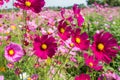Cosmos flowers field in Boon Rawd Farm, Thailand Royalty Free Stock Photo