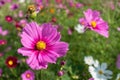 Cosmos flowers field in Boon Rawd Farm, Thailand Royalty Free Stock Photo