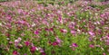 Cosmos flowers field in Boon Rawd Farm, Thailand Royalty Free Stock Photo