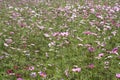 Cosmos flowers field in broad day light