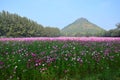 Cosmos Flowers Field at Countryside Nakornratchasrima Thailand