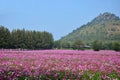 Cosmos Flowers Field at Countryside Nakornratchasrima Thailand