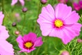 Cosmos Flowers Field at Countryside Nakornratchasrima Thailand