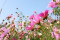 Cosmos flowers field at out door ,nature Royalty Free Stock Photo