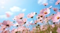 Cosmos flowers on a flower field against a blue sky, in nature, sweet background, summer, blurred floral background, light pink Royalty Free Stock Photo