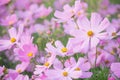 Cosmos flowers