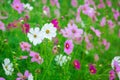 Cosmos flowers