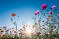 Cosmos flowers in the garden with blue sky background Royalty Free Stock Photo